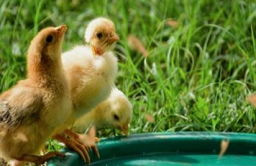 Cum sa creștem pui sănătoși